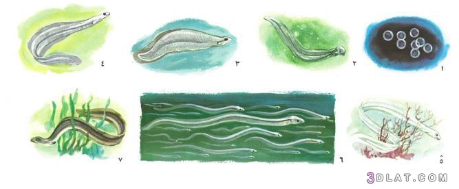 سمكة الجريث , معلومات مثيرة عن سمكة الجريث