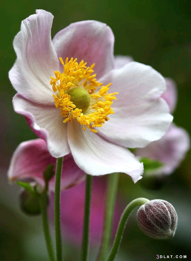 خلفيات زهور ، وورود، صور ورود hd ، صور ازهار طبيعيه بالوان رائعه  ٢٠١٩