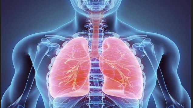 مقال علمي عن الجهاز التنفسي ،مكونات الجهاز التنفسي ، عمل الجهاز التنفسي،ال