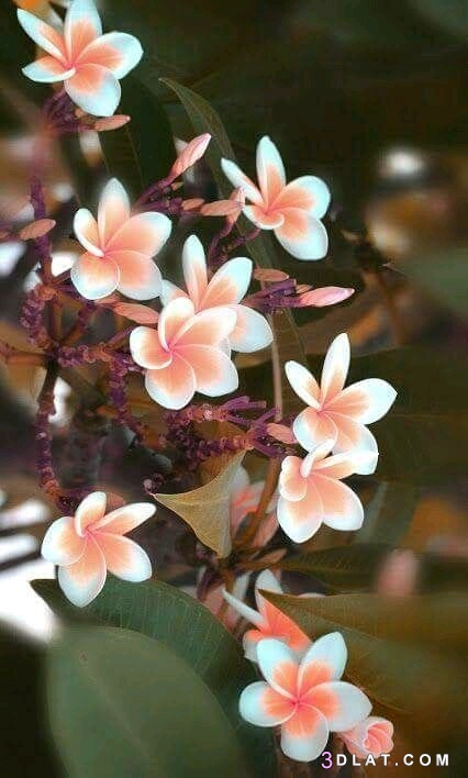 خلفيات زهور ، وورود، صور ورود hd ، صور ازهار طبيعيه بالوان رائعه  ٢٠١٩
