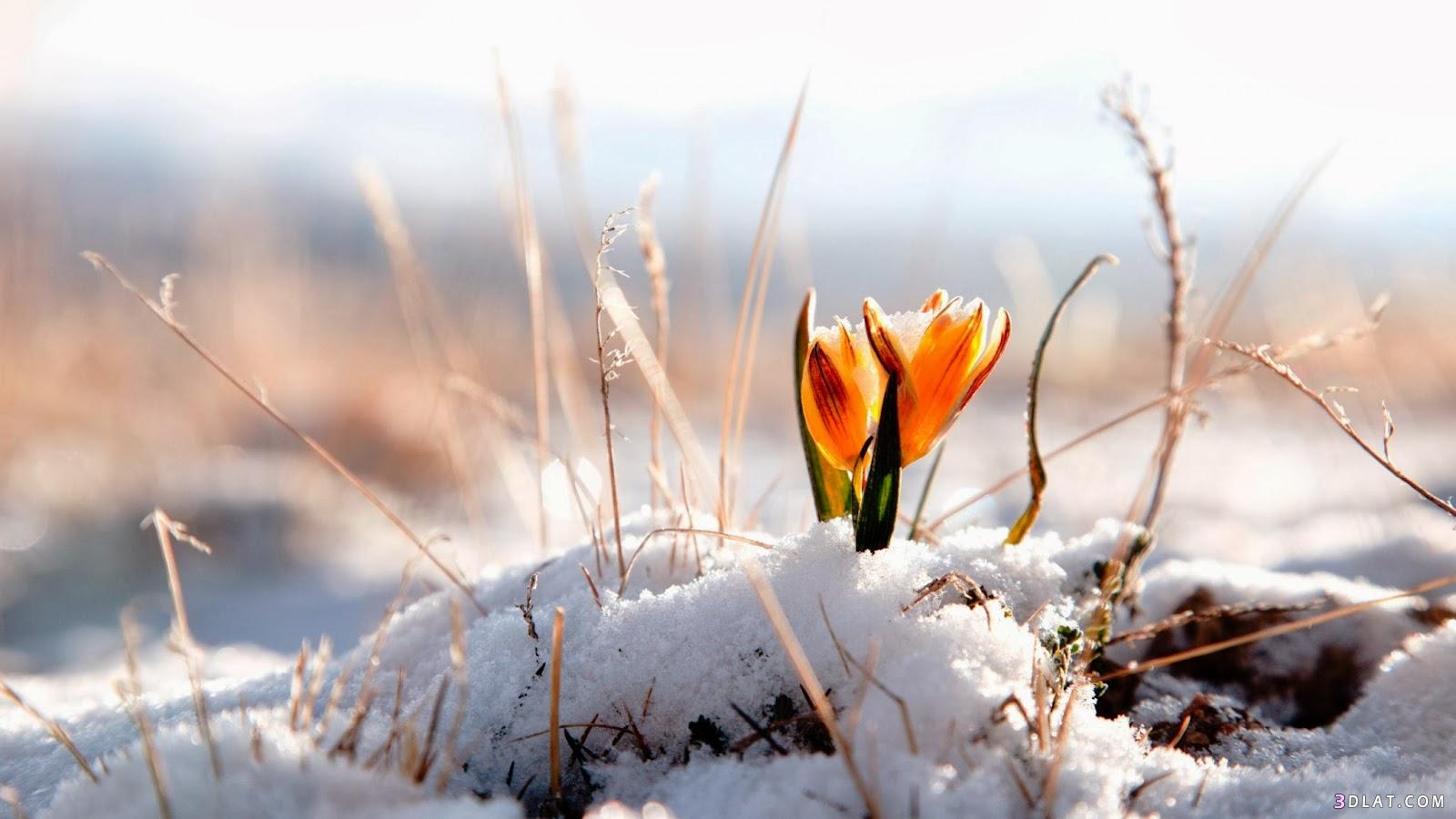 صور مناظر طبيعية للشتاء 2024 جميلة - beautiful winter landscapes Hd