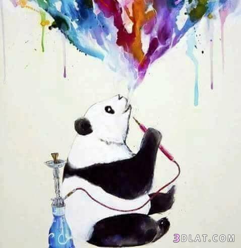 كائن الباندا ♥