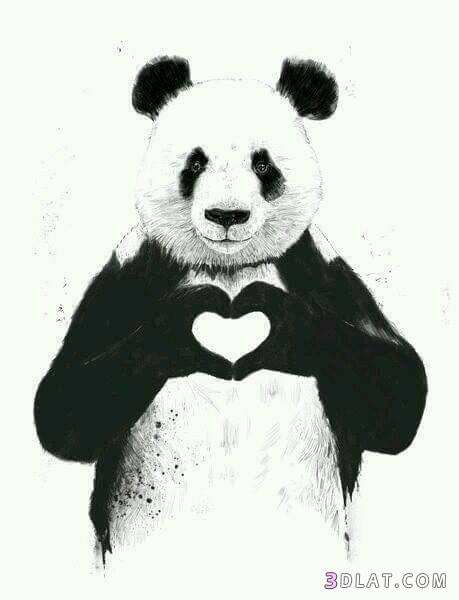 كائن الباندا ♥