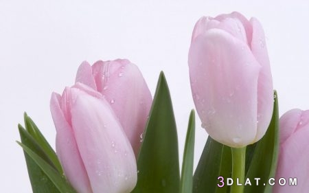 أجمل صور لزهرة التوليب 2024 , صور لزهرة التوليب روعة , أزهار التوليب