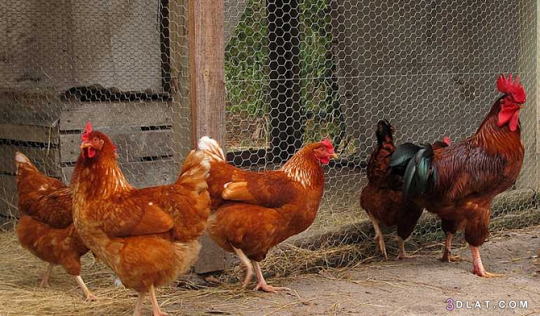 تربية الدجاج في المنزل وفوائدها،شروط تربية الدجاج في المنزل،أفضل انواع الدج