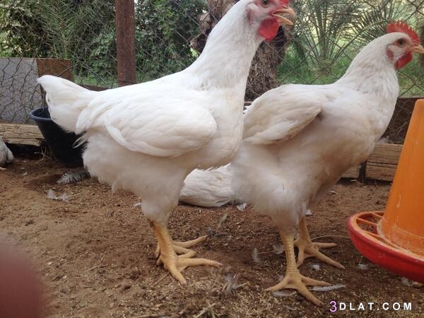 تربية الدجاج في المنزل وفوائدها،شروط تربية الدجاج في المنزل،أفضل انواع الدج