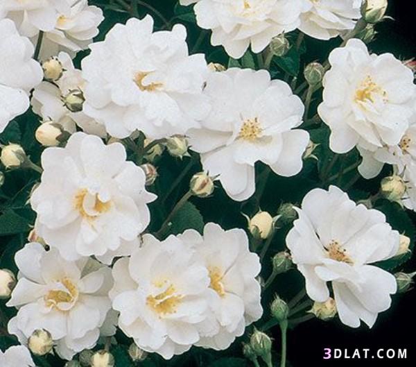 صور ورد باللون الابيض ، بطاقات زهور بيضاء تجنن 2024