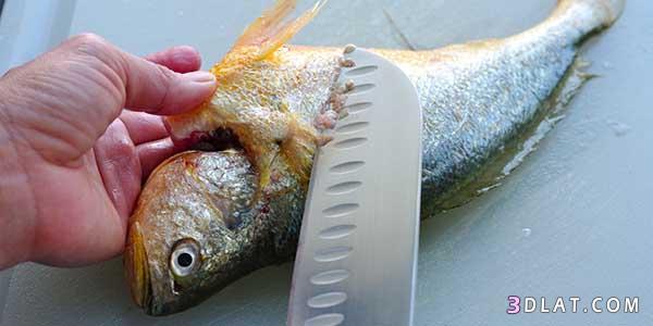 السمك,أنواع سمك الهامور,معلومات عن سمك الهامور