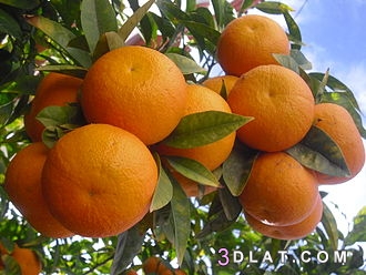 البرتقال وفوائده وفوائد قشره، تعرفي على فوائد عظيمة لقشر البرتقال المجفف