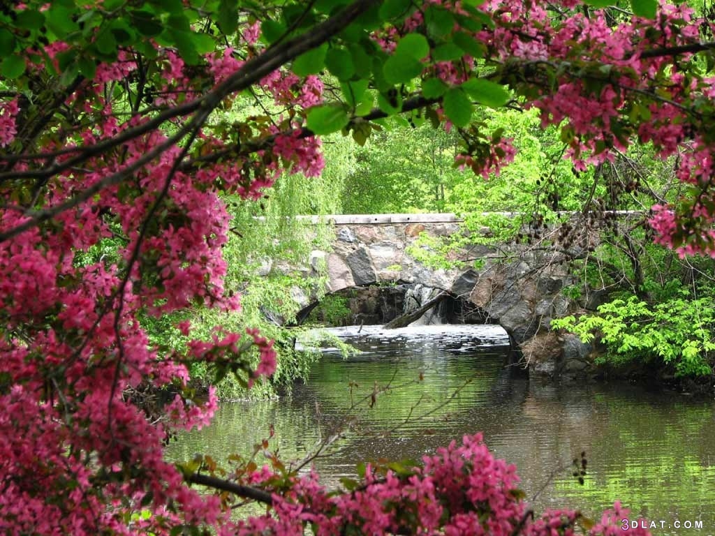 صور طبيعية جذابة لفصل الربيع hd 2024 , أجمل صور حدائق وأزهار الربيع 2024