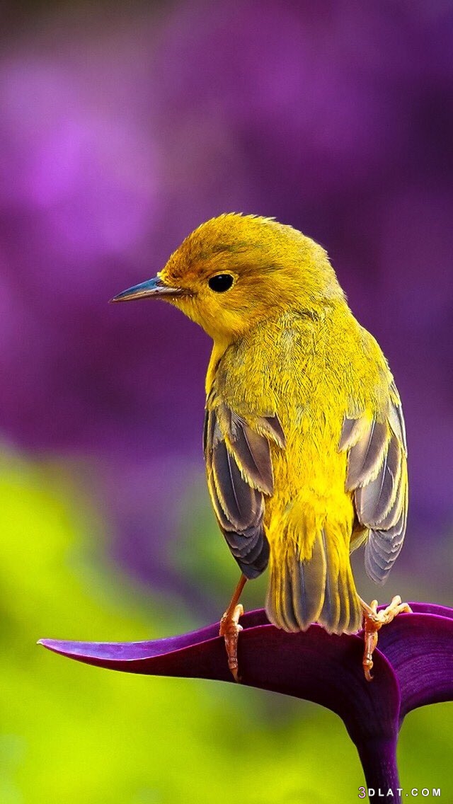 صور طبيعة وطيور رائعة ،صور طبيعة خلابة وطيوربديعة، صور طبيعة جذابة 2024