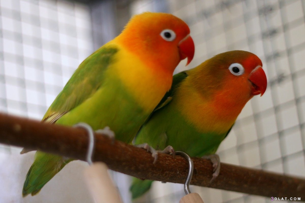 كيف تعرف أن طيور الحب ستبيض ,علامات اقتراب موعد وضع بيض طيور الحب