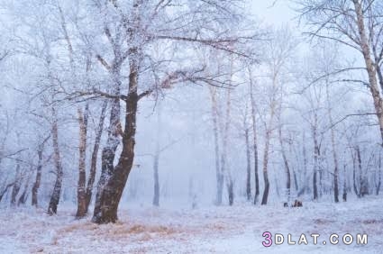 صور مناظر طبيعية الغابات في الشتاء ٢٠١٩، الغابات وقت الثلوج ٢٠١٩، صور الغاب