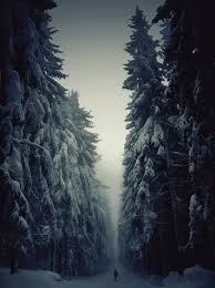 صور مناظر طبيعية الغابات في الشتاء ٢٠١٩، الغابات وقت الثلوج ٢٠١٩، صور الغاب