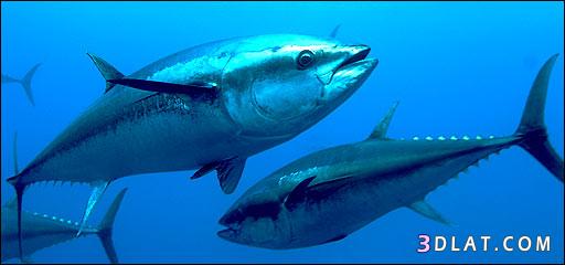 أسماك التونة , أنواع أسماك التونة , تغذية أسماك التونة