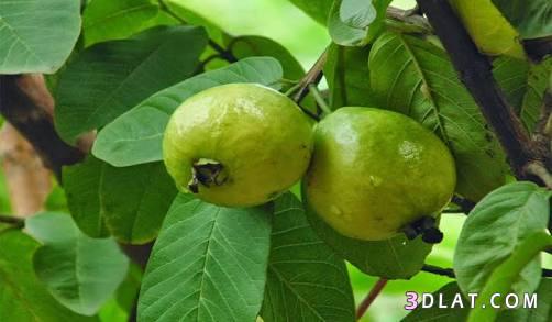 فوائد مزهلة لورق الجوافة.اهمية ورق الجوافة.استخدامات ورق الجوافة.
