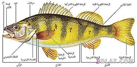 بالصورموسوعة الأسماك أنواعها وأماكن تواجدهاوأشكالها وأسمائها (الجزء الاول) وتقسيمها