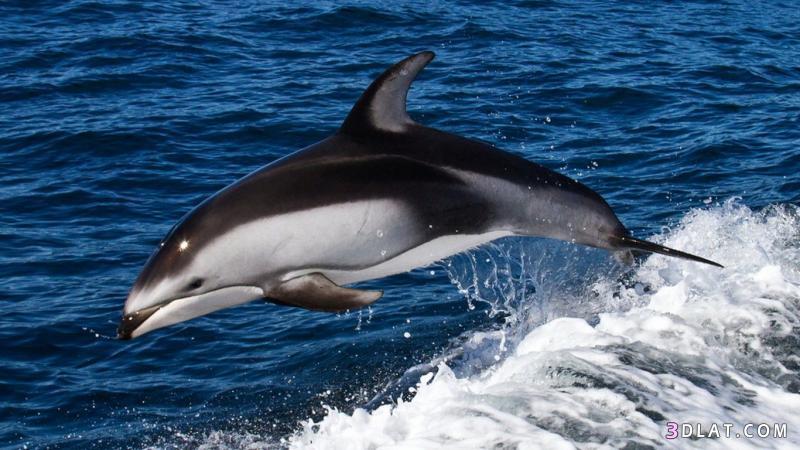 ما الفرق بين الدلافين وخنازير البحر,تعرفى على الاختلاف بين الدلافين وخنازير البحر2024