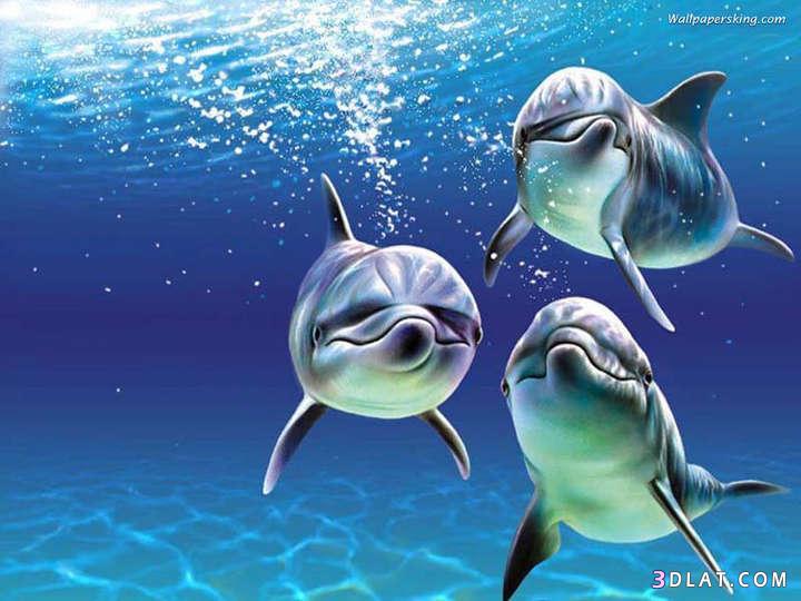 ما الفرق بين الدلافين وخنازير البحر,تعرفى على الاختلاف بين الدلافين وخنازير البحر2024