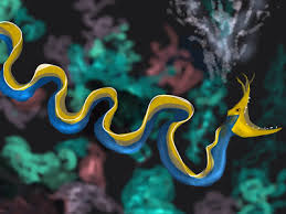 ثعبان البحر الشريط , بحث عن ثعبان البحر موراى , Blue ribbon eel