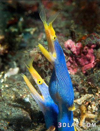 ثعبان البحر الشريط , بحث عن ثعبان البحر موراى , Blue ribbon eel