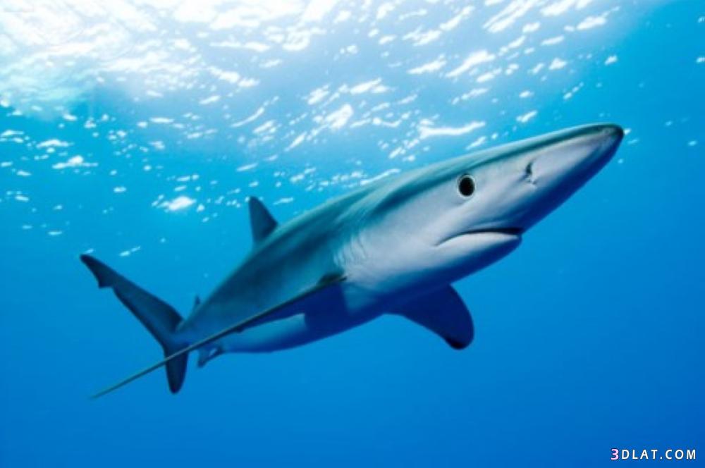 بالصورمعلومات عن سمك القرش بأنواعها وأماكن تواجدها وأشكالها وأسمائها وطبيعة أكلهـا و