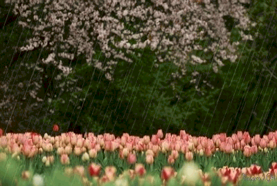 صور امطار متحركة - صور عن مطر الشتاء متحرك 2024,اجمل صور متحركة عن المطر