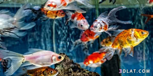 ما هي أنواع أسماك الزينة,أنواع أسماك الزينة تعيش في المياه العذبة والمالحة