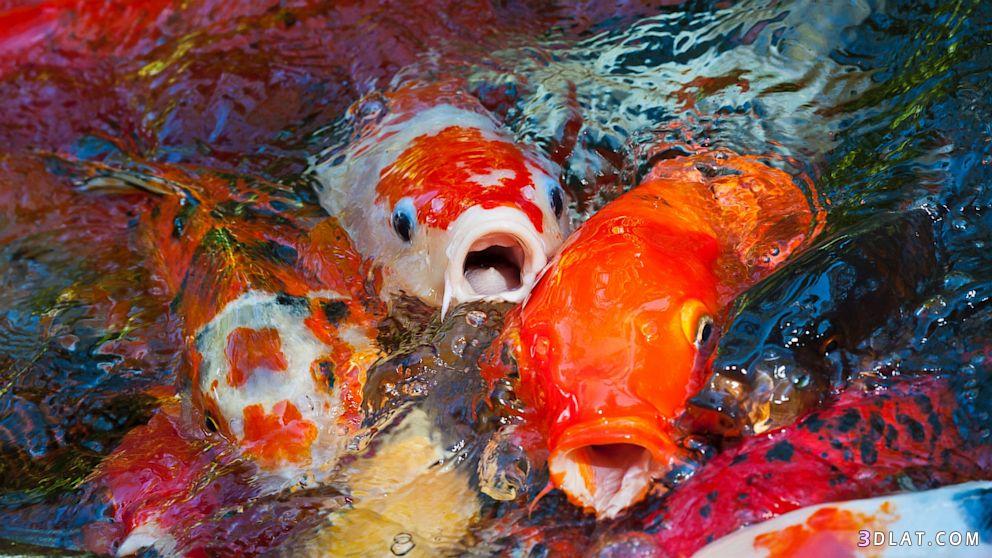 معلومات عن سمك الكوي, سمكة النيشيكيغوي, سمكة الكوى بألوانها الخلابةوالجذابة