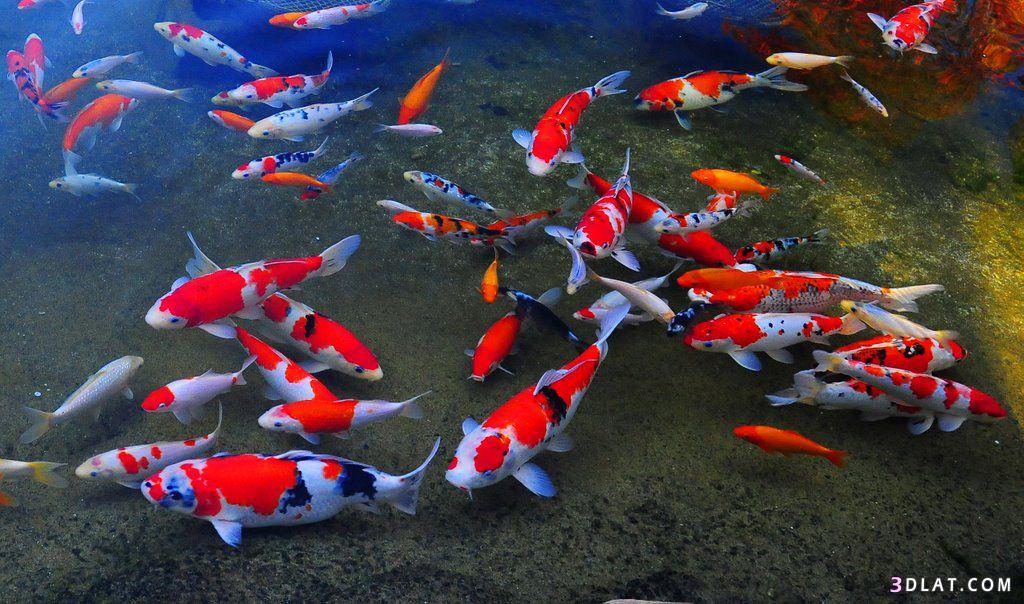 معلومات عن سمك الكوي, سمكة النيشيكيغوي, سمكة الكوى بألوانها الخلابةوالجذابة