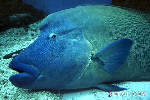 سمك الطرباني,سمك الطرباني من فصيلة أسماك الرأس وتسمى أيضًا بسمكة نابليون