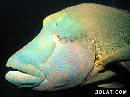 سمك الطرباني,سمك الطرباني من فصيلة أسماك الرأس وتسمى أيضًا بسمكة نابليون