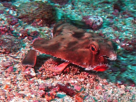 سمكة الخفاش ذات الشفاه الحمراء، مواصفات سمكة الخفاش، نوعية طعام سمكة الخفاش
