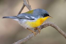 الطيور، أصغر أنواع الطيور من حيث الحجم،تعرفي على أصغر الطيور في العالم.