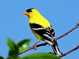 الطيور، أصغر أنواع الطيور من حيث الحجم،تعرفي على أصغر الطيور في العالم.
