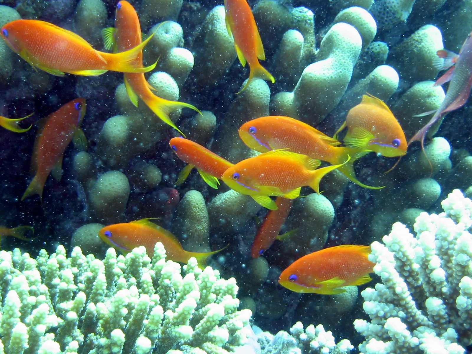 10 حقائق عن البحر الأحمر , جزر بركانية وأسماك فريدة فى البحر الأحمر إكتشفها