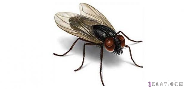 الحشرات النافعة والضارة، تعرفي على الحشرات النافعة والضارة.