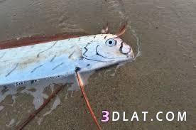 السمك المجدافي , بحث عن السمك المجدافي , Oarfish