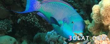 سمكة الببغاء , معلومات عن سمكة الببغاء , Parrotfishes