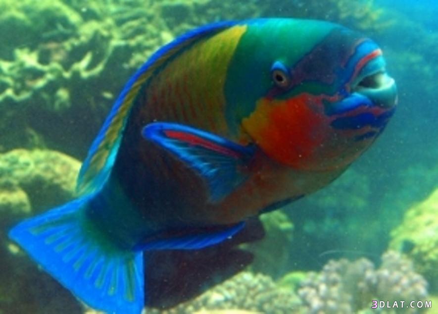 سمكة الببغاء , معلومات عن سمكة الببغاء , Parrotfishes