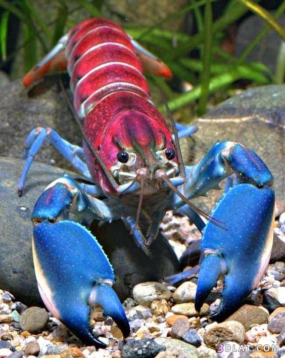 جراد البحر الأسترالى , معلومات عن جراد البحر الأسترالى , Australian crayfish (yabby)