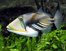 الأسماك الزناد , معلومات عن سمك ريجرفيش , Triggerfish