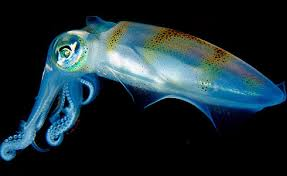 رأسيات الأرجل , بحث عن رأسيات الأرجل , Cephalopod