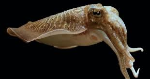 رأسيات الأرجل , بحث عن رأسيات الأرجل , Cephalopod