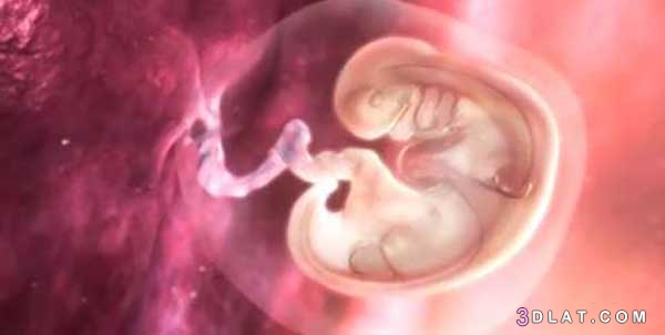 تطور الجنين ، مراحل نمو الجنين ، اهم تعليمات للحامل 2024