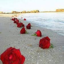 صور ورد احمر طبيعية ٢٠١٩، صور ورد بلدي في البحر، صور طبيعية ورد احمر والبحر