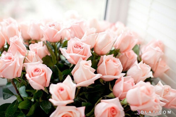 صور ورود رائعة طبيعية,لمحبي الورود اجمل خلفيات