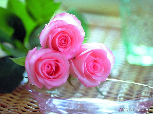 صور ورود رائعة طبيعية,لمحبي الورود اجمل خلفيات