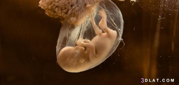 كيس الحمل في الرحم وقت ظهور كيس الحمل حول الجنين متى يظهر كيس الجنين في الس
