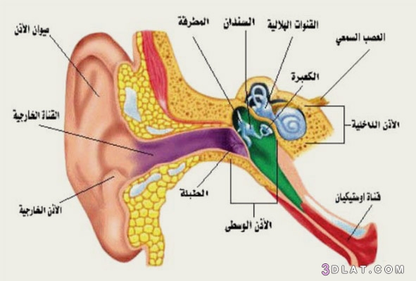 حكة الأذن من الداخل، أعراض الإصابة بحكة الأذن ،أسباب حكة الأذن من الداخل،